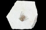 Kettneraspis Trilobite - Black Cat Mountain, Oklahoma #104115-1